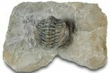 Curled Reedops Trilobite Fossil - Atchana, Morocco #312353-3